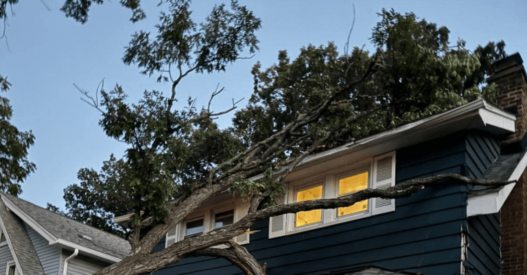 Large maple tree being pruned by an arborist in Michigan to prevent storm damage