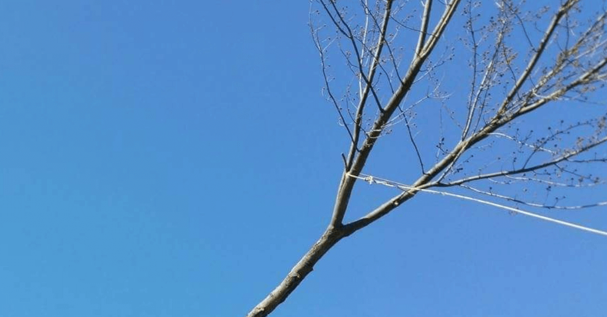 Emergency Tree Service in Livonia, MI You Can Rely On