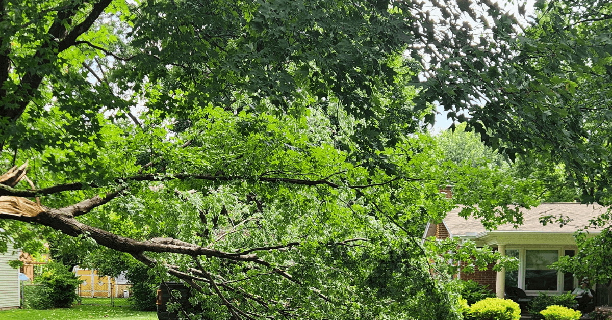 Can Trees Recover from Severe Drought Stress?