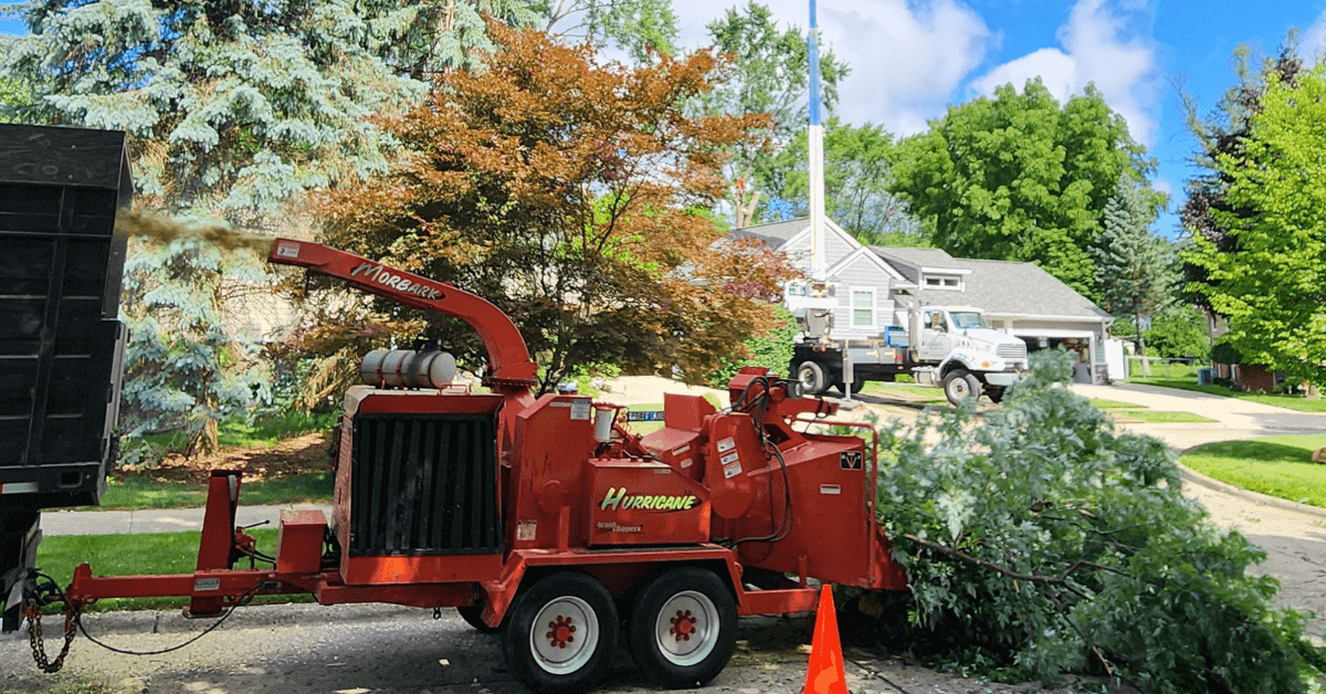 Arborist performing tree trimming in Birmingham, MI backyard