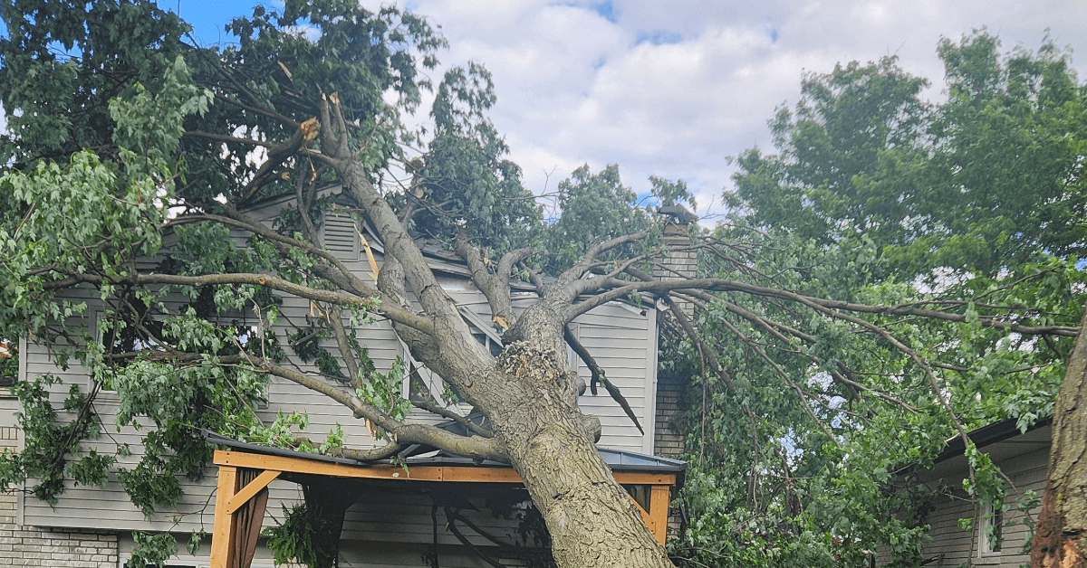 Storm-prone tree leaning after high winds in a Howell, Michigan yard