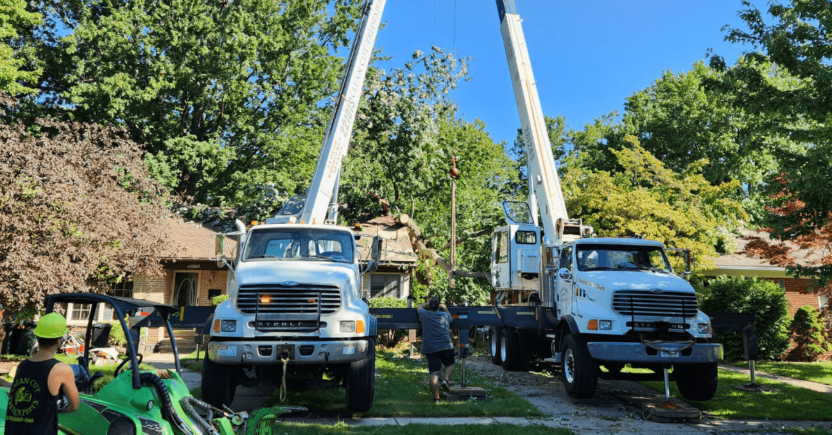 Arborist evaluating a mature tree in a residential Farmington Hills yard during a service visit
