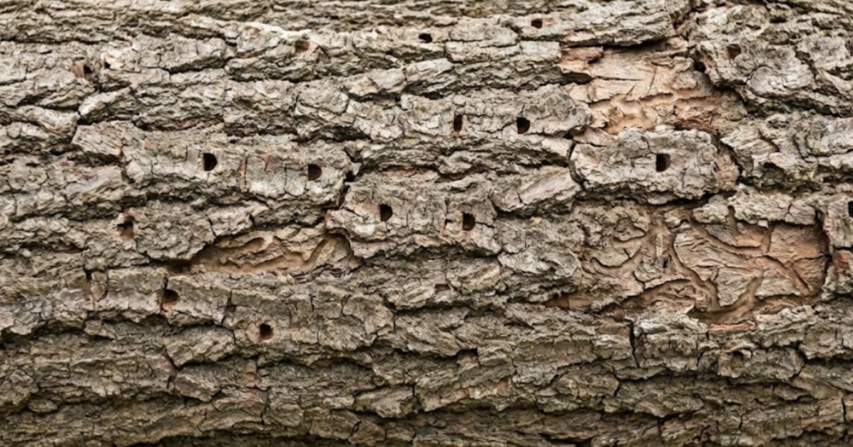 Close-up of Dutch Elm Disease leaf discoloration and wilting